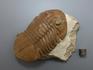 Трилобит Asaphus latus, 11,5х9х3,2 см, 8-83/1, фото 3