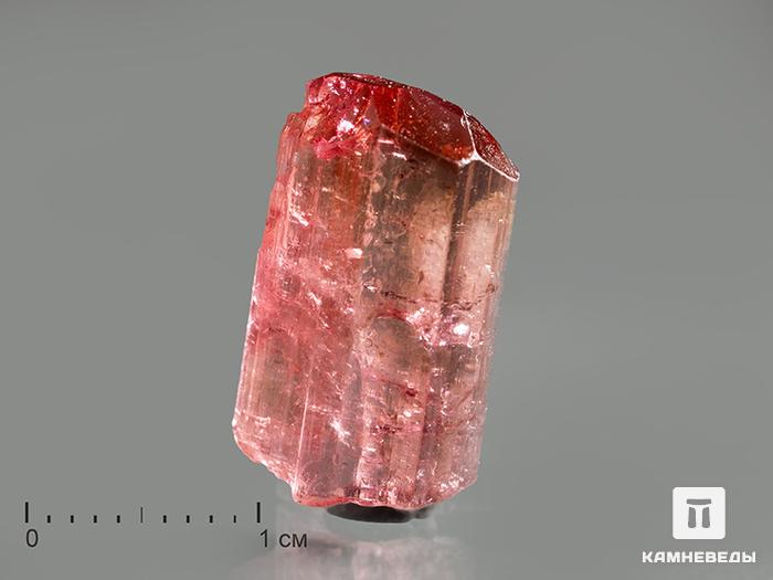 Турмалин (рубеллит), кристалл 1,8х1х0,5 см, 10-76/56, фото 1