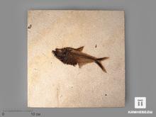 Рыба Diplomystus sp., 33,5х32х1,3 см