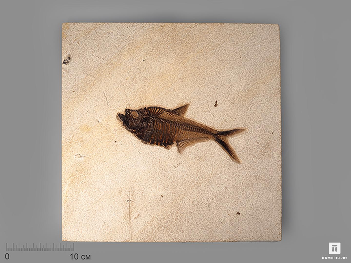 Рыба Diplomystus sp., 33,5х32х1,3 см судовой журнал летучей рыбы