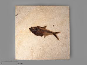 Рыба Diplomystus sp., 33,5х32х1,3 см