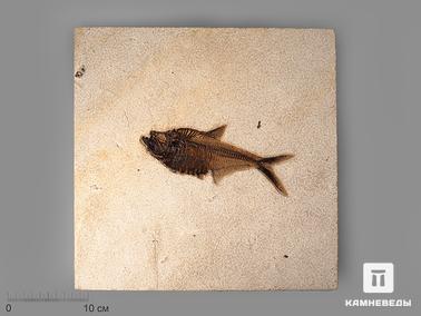 Рыбы. Рыба Diplomystus sp., 33,5х32х1,3 см