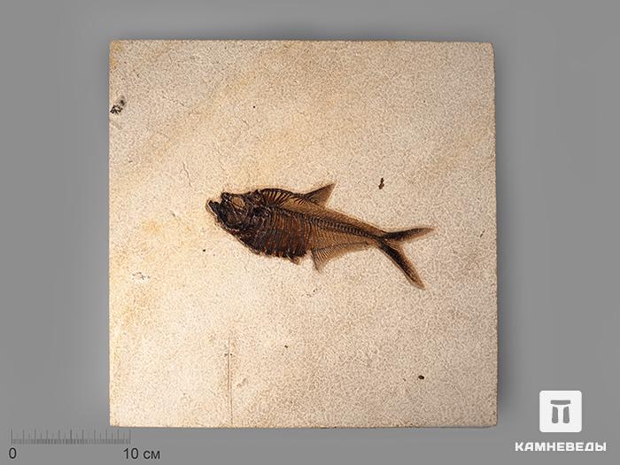 Рыба Diplomystus sp., 33,5х32х1,3 см, 8-84, фото 1