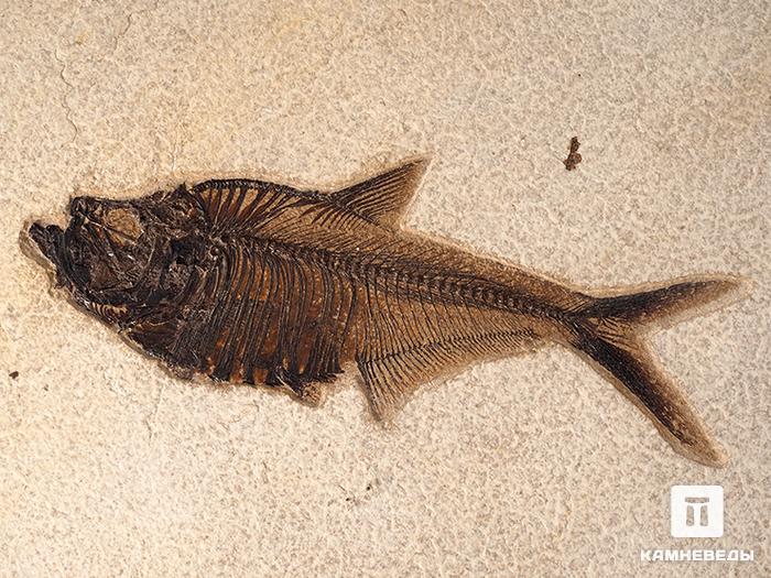 Рыба Diplomystus sp., 33,5х32х1,3 см, 8-84, фото 2