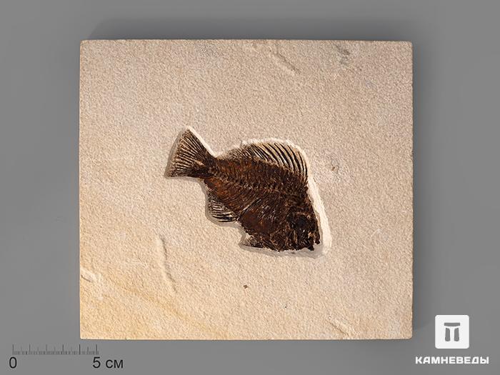 Рыба Priscacara sp., 20х18х0,9 см, 8-84/5, фото 1
