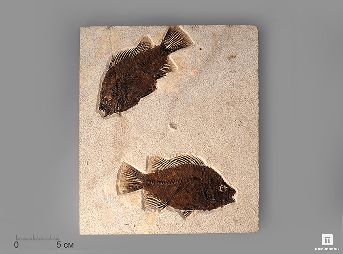 Рыбы Priscacara sp., 25х22х0,9 см судовой журнал летучей рыбы