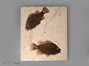 Рыбы Priscacara sp., 25х22х0,9 см