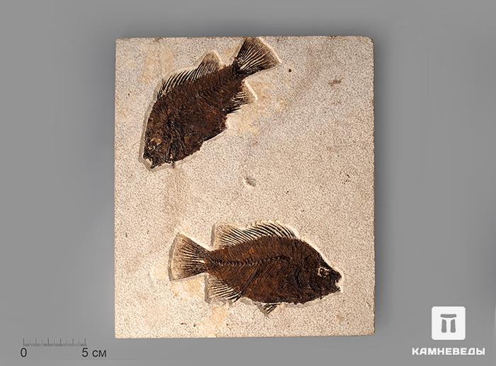 Рыбы Priscacara sp., 25х22х0,9 см, 8-84/6, фото 1