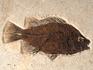 Рыбы Priscacara sp., 25х22х0,9 см, 8-84/6, фото 2