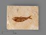 Рыба Armigatus sp., 5-11 см, 8-84/7, фото 1