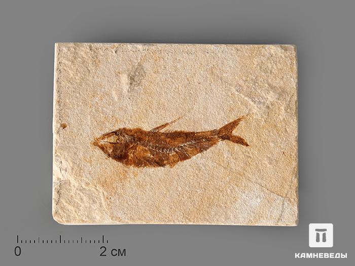 Рыба Armigatus sp., 5-11 см, 8-84/7, фото 1