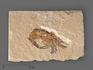 Креветка Carpopenaeus sp., 6,5-8,5 см, 8-30/5, фото 1