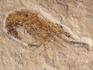 Креветка Carpopenaeus sp., 6,5-8,5 см, 8-30/5, фото 3