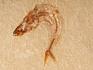 Рыба Armigatus sp., 7-8,5 см, 8-84/9, фото 2