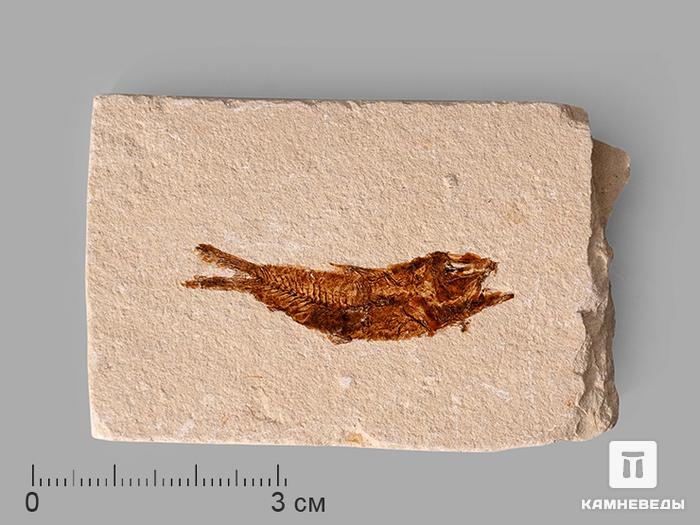 Рыба Armigatus sp., 5-9 см, 8-84/8, фото 1