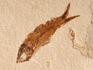 Рыба Armigatus sp., 5-9 см, 8-84/8, фото 3
