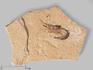 Креветка Carpopenaeus sp., 5-10 см, 8-30/4, фото 1