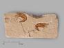 Креветка Carpopenaeus sp., 10,2х4,8х1,2 см, 8-30/7, фото 1