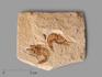Креветка Carpopenaeus sp., 7,5х6,4х0,9 см, 8-30/10, фото 1