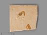 Креветка Carpopenaeus sp., 8,4х8х1 см, 8-30/12, фото 1