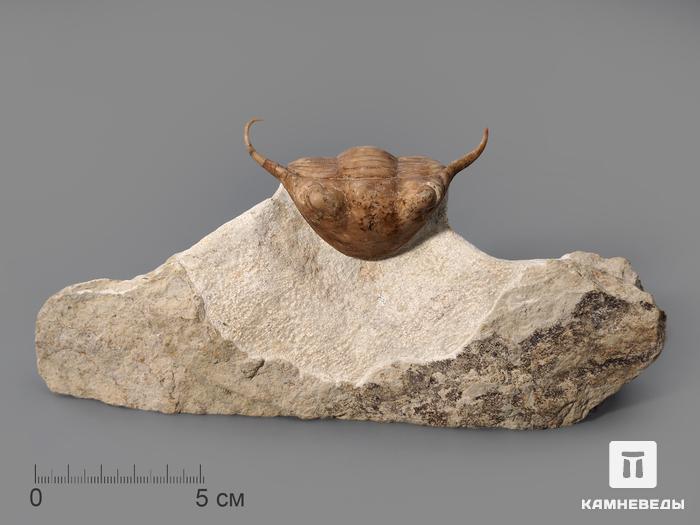 Трилобит Illaenus tauricornis, 19х4,2х9 см, 8-83/6, фото 1