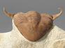 Трилобит Illaenus tauricornis, 19х4,2х9 см, 8-83/6, фото 4