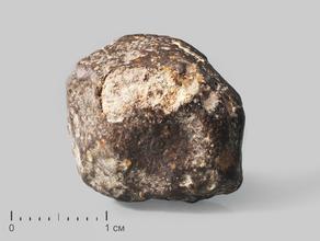 Метеорит NWA 869, 2-3 см (7-9 г)