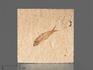 Рыба Knightia eoceana, 10х10х1,2 см, 8-41/40, фото 2