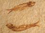Рыба Knightia eoceana, 10х8,7х1 см, 8-41/39, фото 3