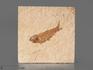 Рыба Knightia eoceana, 10,2х10,2х1,1 см, 8-41/37, фото 1