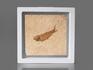 Рыба Knightia eoceana, 10,2х10,2х1,1 см, 8-41/37, фото 2