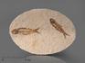 Рыба Knightia eoceana, 12,4х8,7х0,7 см, 8-41/34, фото 1