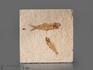 Рыба Knightia eoceana, 10,2х10,2х1,2 см, 8-41/32, фото 1