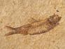 Рыба Knightia eoceana, 10х10х1,2 см, 8-41/40, фото 4