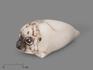 Тюлень из ангидрита, 13х6х5 см, 23-319/1, фото 1
