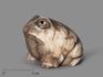 Лягушка из ангидрита, 6,6х5,7х5 см, 23-315, фото 1