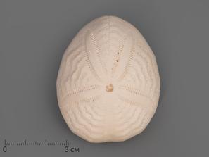 Морские ежи. Морской ёж Eupatagus Floridanus, 5,5х4,5х2,5 см