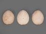 Морской ёж Eupatagus Floridanus, 5,5х4,5х2,5 см, 8-23/18, фото 3