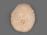 Морской ёж Eupatagus Floridanus, 3,5х3х1,5 см, 8-23/16, фото 2