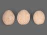 Морской ёж Eupatagus Floridanus, 3,5х3х1,5 см, 8-23/16, фото 3