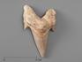 Зуб акулы Otodus obliquus, 6,5х5,3х2 см, 8-16/2, фото 1