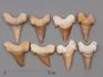 Зуб акулы Otodus obliquus, 3х2,7 см, 8-16/4, фото 2