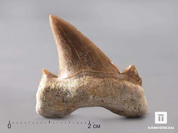 Зуб акулы Otodus obliquus, 3х2,7 см, 8-16/4, фото 3