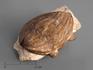 Трилобит Asaphus sp. на породе, 8-20/53, фото 1