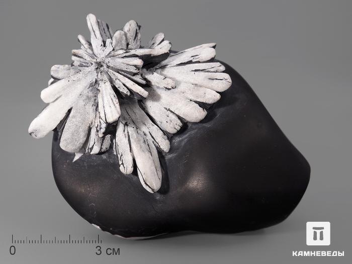 Целестин на аргиллите «хризантемовый камень», 9,7х7,8х4 см, 124, фото 1