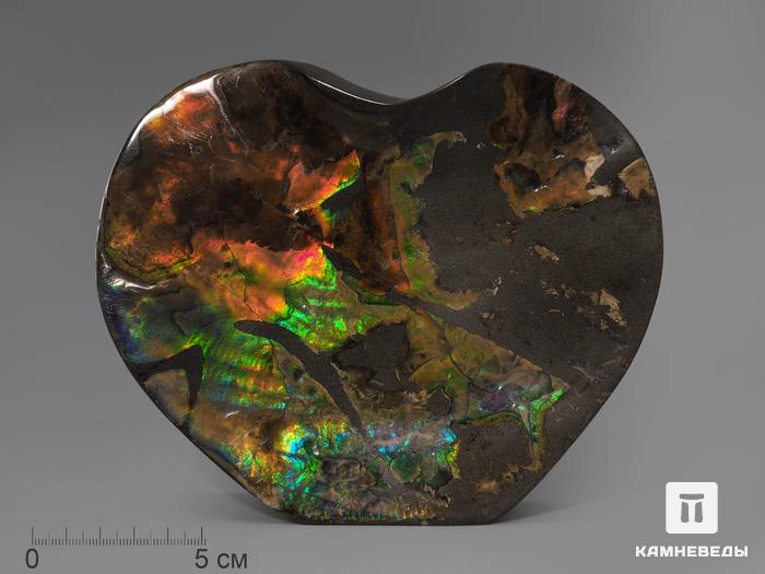 Аммолит (ископаемый перламутр аммонита), 17,7х14х4 см, 151, фото 1