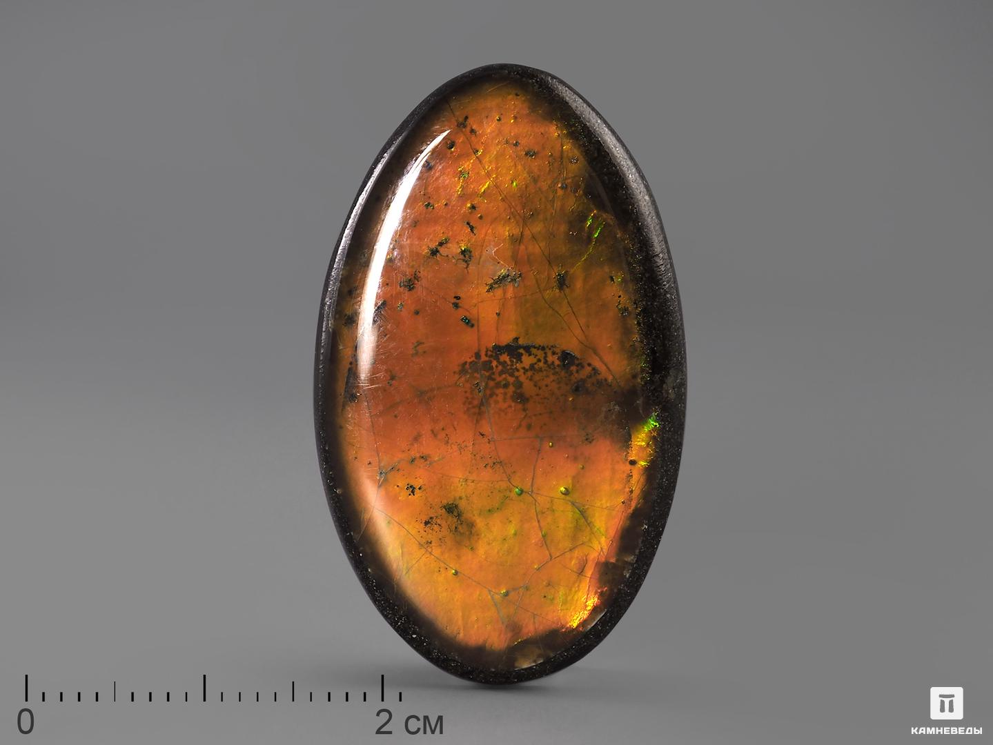 Аммолит (ископаемый перламутр аммонита), 3,6х2,1х0,3 см удивительный древний мир