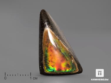 Аммолит. Аммолит, 3х1,6х0,3 см