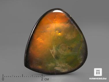 Аммолит. Аммолит (ископаемый перламутр аммонита), 3,4х3,4х0,3 см