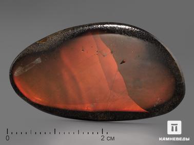 Аммолит. Аммолит, 3,7х2,1х0,3 см